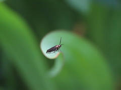 Scythris fuscicomella