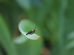 Scythris fuscicomella