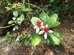 Feijoa sellowiana
