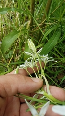 Ornithogalum umbellatum