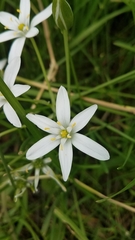 Ornithogalum umbellatum
