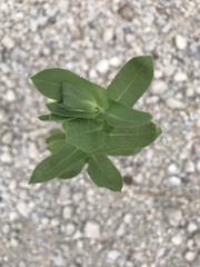 Grindelia adenodonta