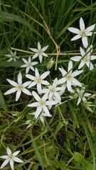 Ornithogalum umbellatum