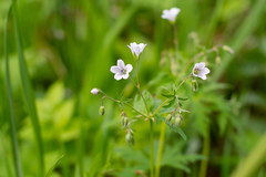Geranium asiaticum