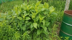 Silphium perfoliatum
