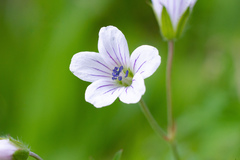 Geranium asiaticum