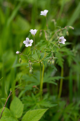 Geranium asiaticum