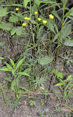 Ranunculus acris