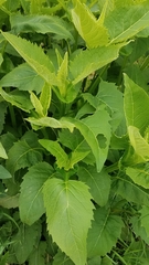 Silphium perfoliatum