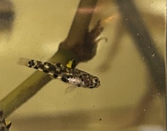 Lidwill's Dwarfgoby photo 2