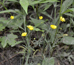 Ranunculus acris