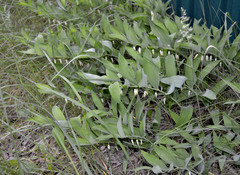 Polygonatum odoratum