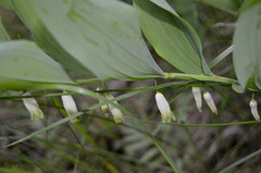Polygonatum odoratum