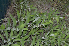 Polygonatum odoratum