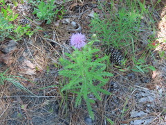 Cirsium repandum