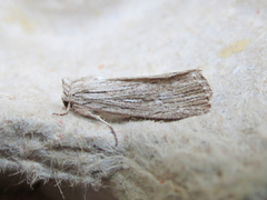 Catabena lineolata