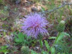Cirsium repandum