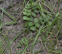 Pimpinella saxifraga