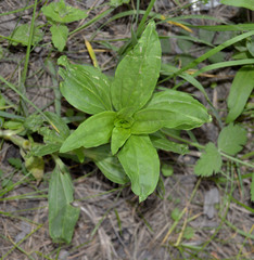 Saponaria officinalis