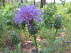 Cirsium repandum
