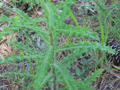 Cirsium repandum