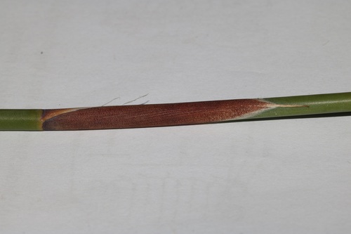 Image of Cannomois schlechteri by (c) Brian du Preez, some rights reserved (CC BY-SA)
