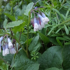 Symphytum × hidcotense