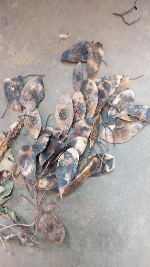 Dalbergia greveana (Madagascar Rosewood)