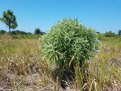 Tournefortia gnaphalodes