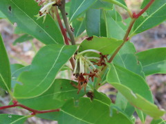 Lyonia mariana