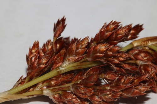 Image of Cannomois schlechteri by (c) Brian du Preez, some rights reserved (CC BY-SA)