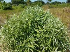 Tournefortia gnaphalodes