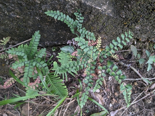 Image of Adiantum flabellulatum by (c) portioid, some rights reserved (CC BY)