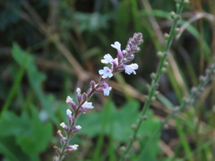 Verbena carnea