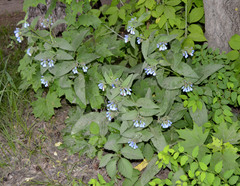 Symphytum caucasicum