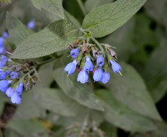 Symphytum caucasicum