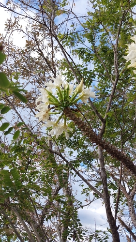 Foto de Pachypodium