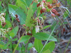 Lyonia mariana