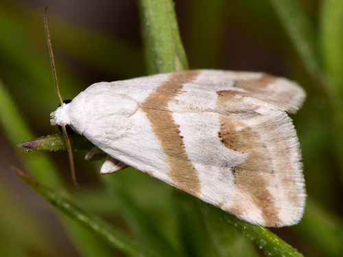 Representative image of Eublemma candidana