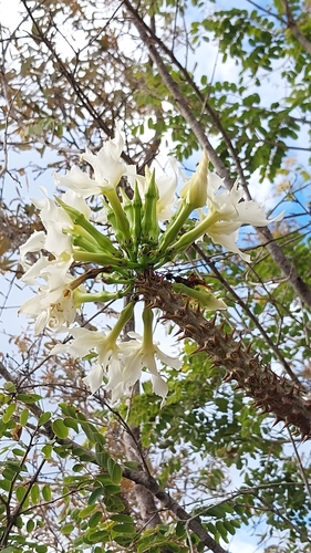 Foto de Pachypodium