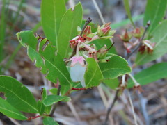 Lyonia mariana