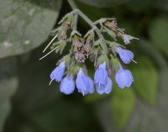 Symphytum caucasicum