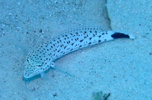 Parapercis pacifica