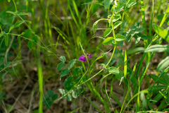 Lathyrus humilis