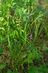 Lathyrus humilis