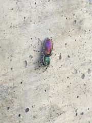 Salticus peckhamae