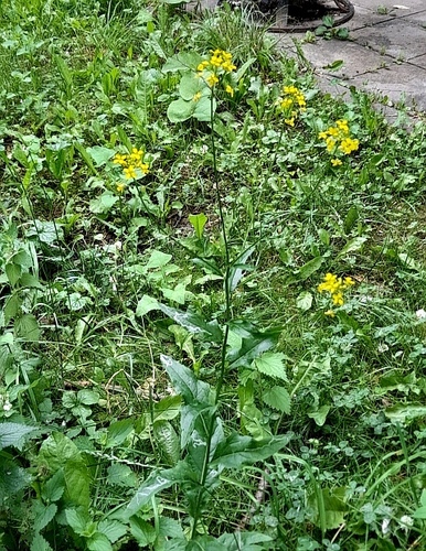 Turkish wartycabbage (Bunias orientalis)