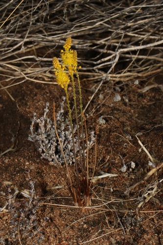 Bulbinella divaginata, photograph 5