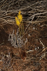 Bulbinella divaginata, photograph (c) Brian du Preez, some rights reserved (CC BY-SA)
