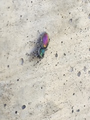 Salticus peckhamae
